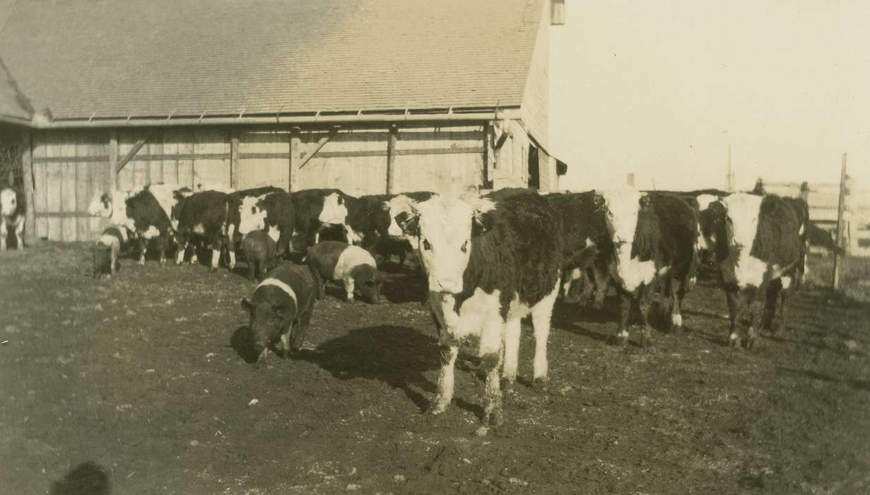 Meyers, Peggy, history of Iowa, Iowa History, Barns, West Liberty, IA, Animals, pig, Iowa, cow, Farms, correct date needed