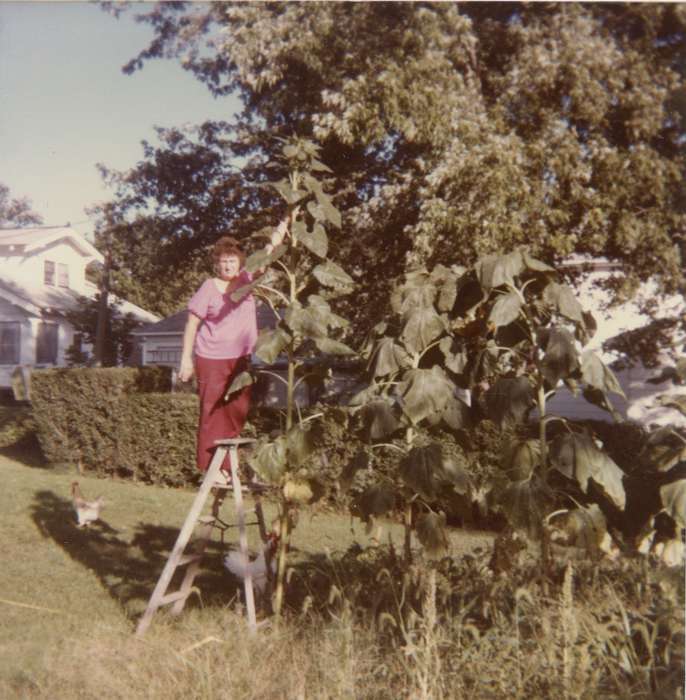 history of Iowa, sunflower, chicken, Iowa History, Liekweg, Amy, Iowa, Shell Rock, IA, ladder, Leisure, Portraits - Individual