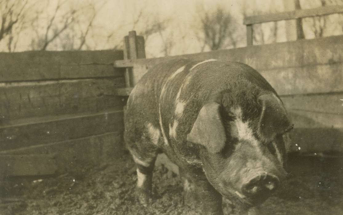 history of Iowa, Iowa History, Mortenson, Jill, Macey, IA, pig, Animals, hog, Iowa, Farms