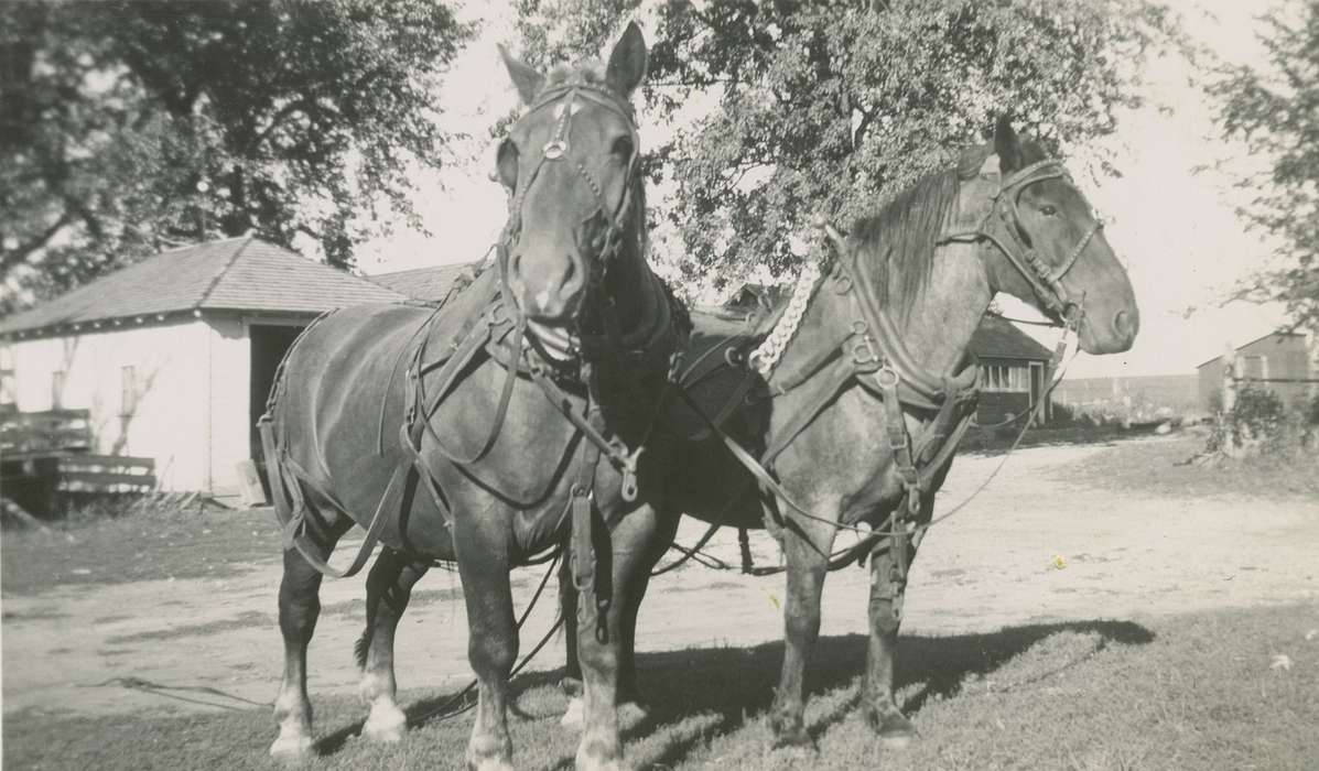 Monticello, IA, Owen, Jeff, history of Iowa, Farms, Animals, Iowa, horse, Iowa History