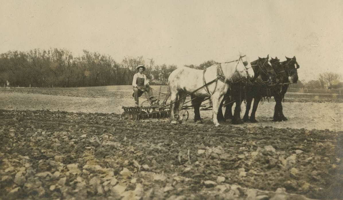 Macey, IA, Iowa, Animals, Mortenson, Jill, plow, field, Farms, history of Iowa, Iowa History, Labor and Occupations