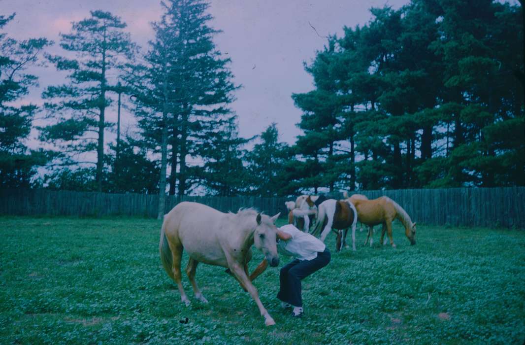 backyard, Animals, Harken, Nichole, Iowa History, horse, Iowa, history of Iowa