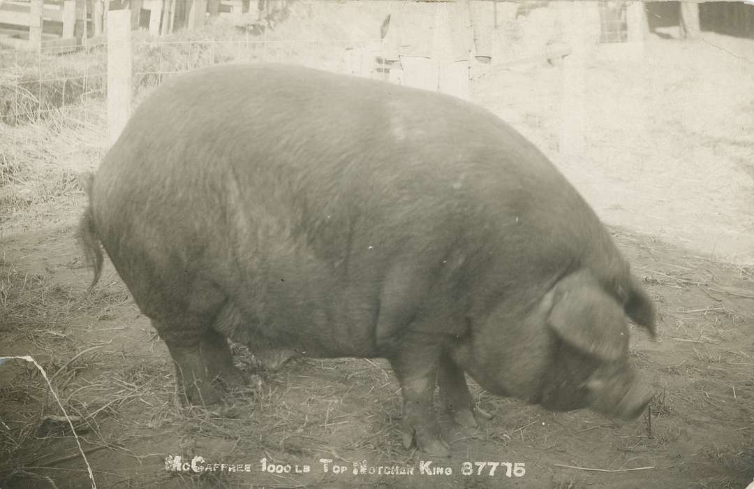 history of Iowa, fair, Waverly Public Library, Waverly, IA, county fair, Fairs and Festivals, Iowa, fence, Iowa History, Animals, pig