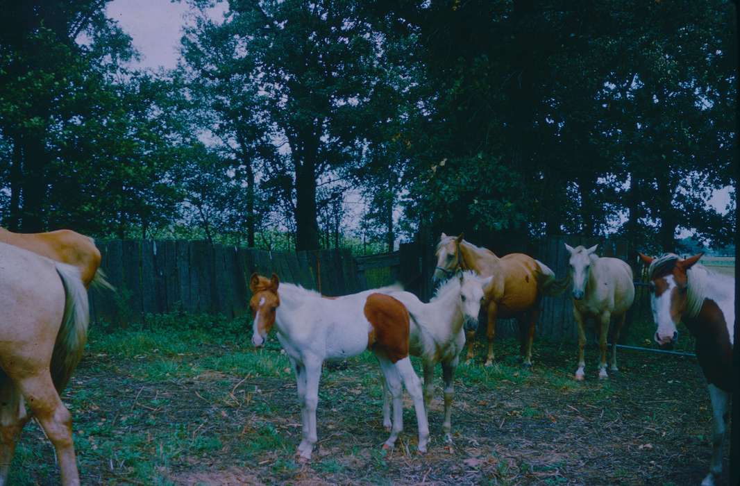 history of Iowa, Iowa History, Harken, Nichole, Iowa, horse, Animals