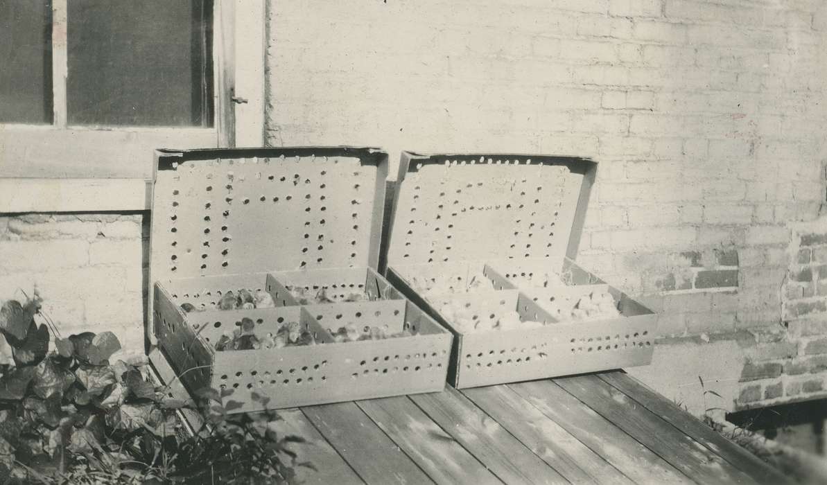 chicks, history of Iowa, Iowa, Iowa History, McMurray, Doug, Webster City, IA, Animals