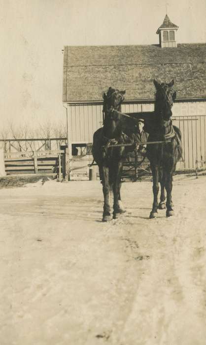 Macey, IA, Iowa, Animals, horse, Barns, Farms, Winter, history of Iowa, snow, Iowa History, Mortenson, Jill