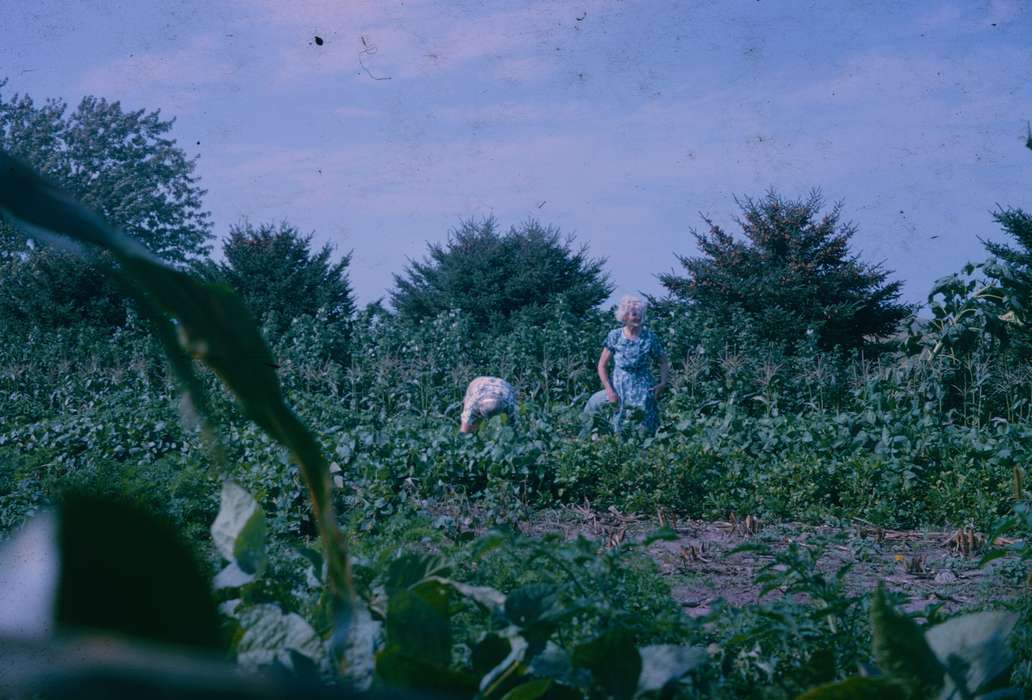 Iowa, Harken, Nichole, field, history of Iowa, Iowa History, Farms