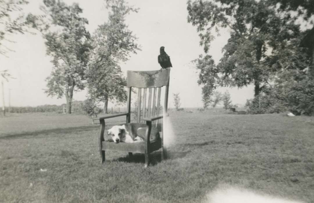 Cedar Falls, IA, Iowa History, history of Iowa, Satre, Margaret, Animals, Iowa, crow, dog, bird