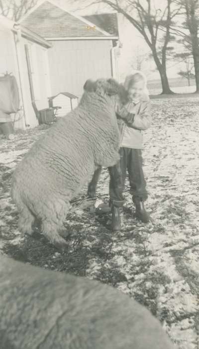 Dysart, IA, history of Iowa, sheep, Farms, Animals, Iowa, Bull, Ardith, hampshire, Children, Iowa History