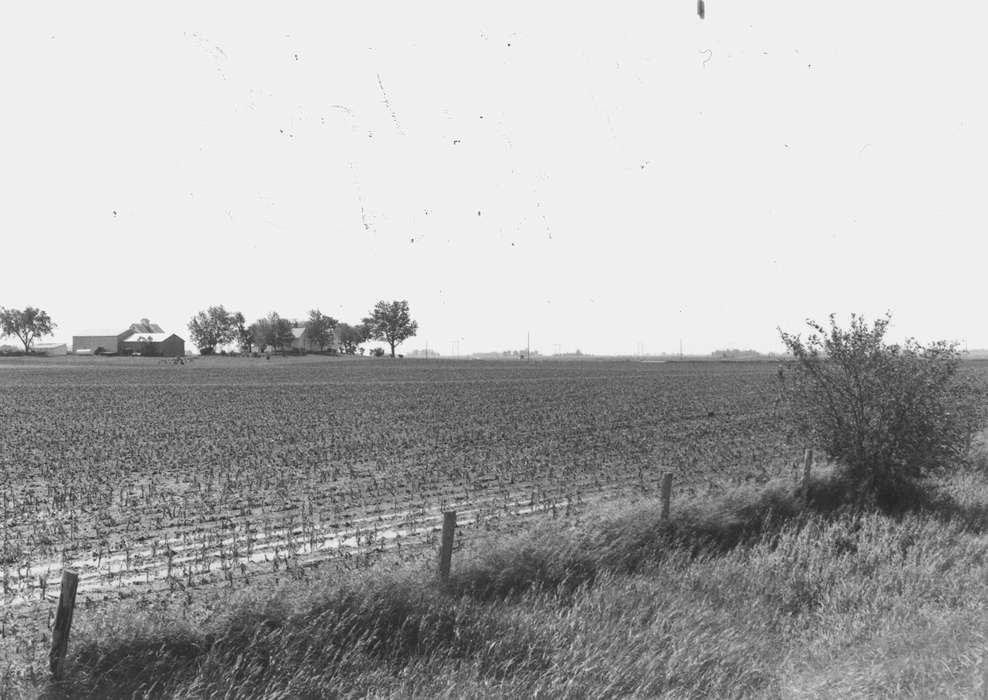 history of Iowa, Iowa History, corn, hail damage, field, Dike, IA, Iowa, Fuller, Steven, Landscapes, Farms