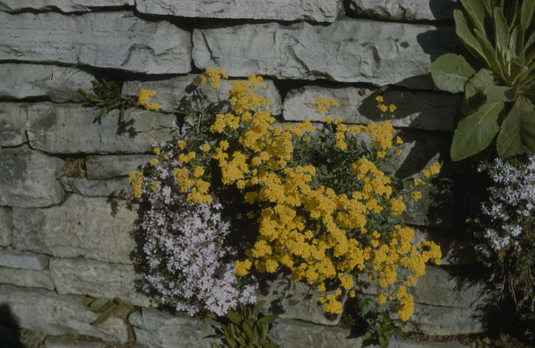 history of Iowa, flowers, Ames, IA, Sack, Renata, Iowa History, plants, Iowa, Landscapes, rock formation