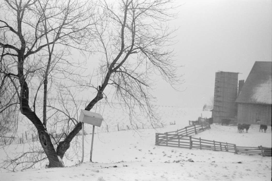 cows, history of Iowa, Iowa History, Library of Congress, Winter, Barns, Animals, mailbox, wooden fence, Iowa, fence, Farms, tree, cow