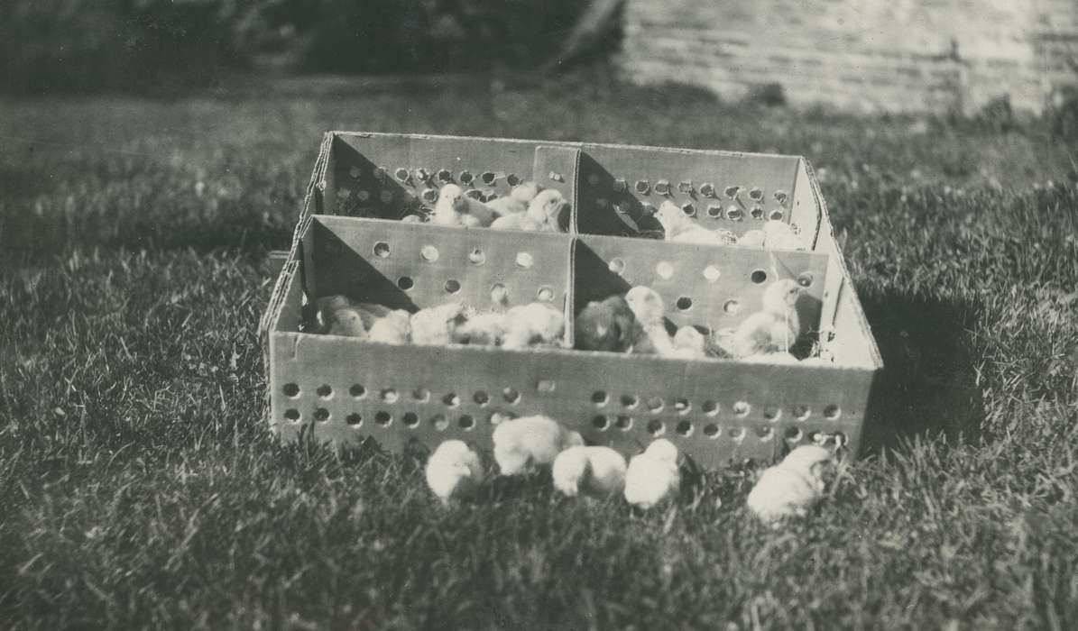 chicks, history of Iowa, chicken, Iowa History, Webster City, IA, Animals, small, Iowa, McMurray, Doug