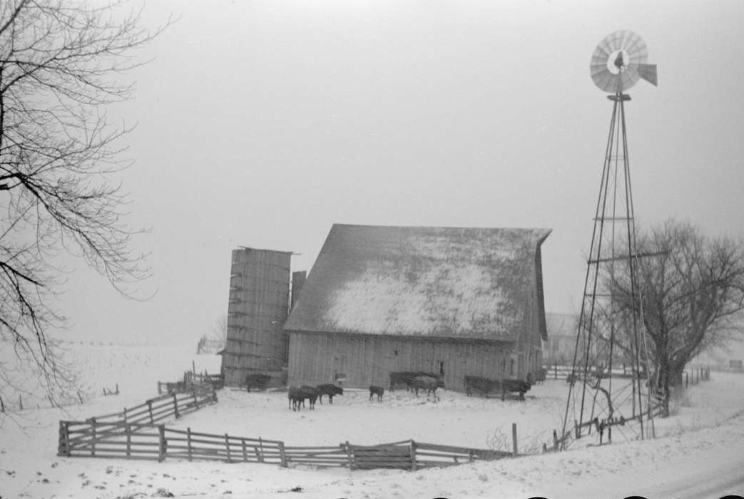 cows, history of Iowa, Iowa History, Library of Congress, Winter, Barns, Animals, wooden fence, windmill, silo, Iowa, fence, Farms, snow, cow