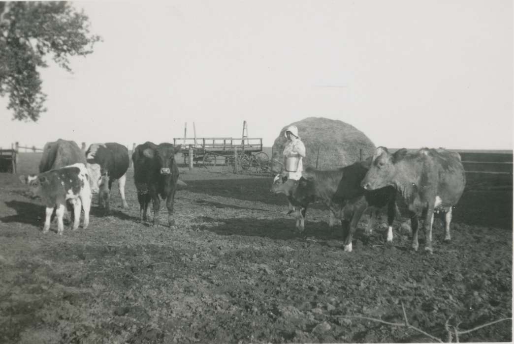 Animals, Portraits - Individual, cow, Iowa History, Iowa, Labor and Occupations, Farms, cattle, Cech, Mary, Vining, IA, history of Iowa