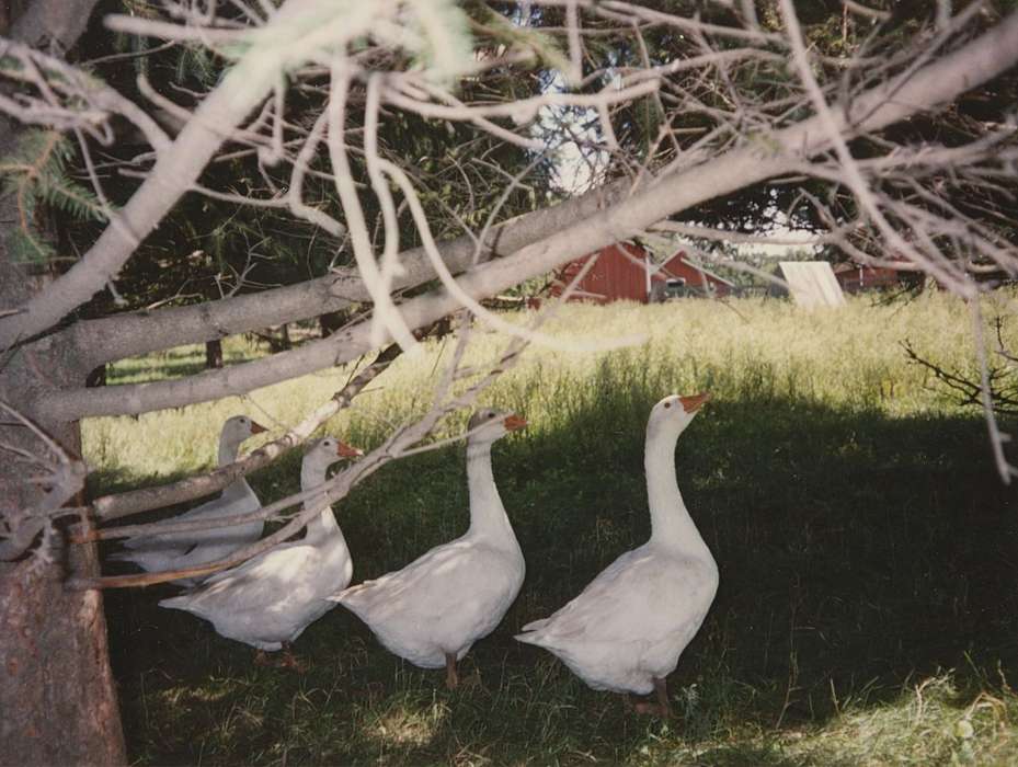 history of Iowa, Iowa History, IA, barn, Barns, Animals, duck, Knospe, Mona, Iowa, tree, american pekin