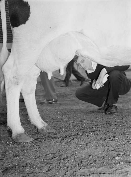 history of Iowa, udder, Iowa History, Library of Congress, Animals, hooves, Iowa, cow, silly