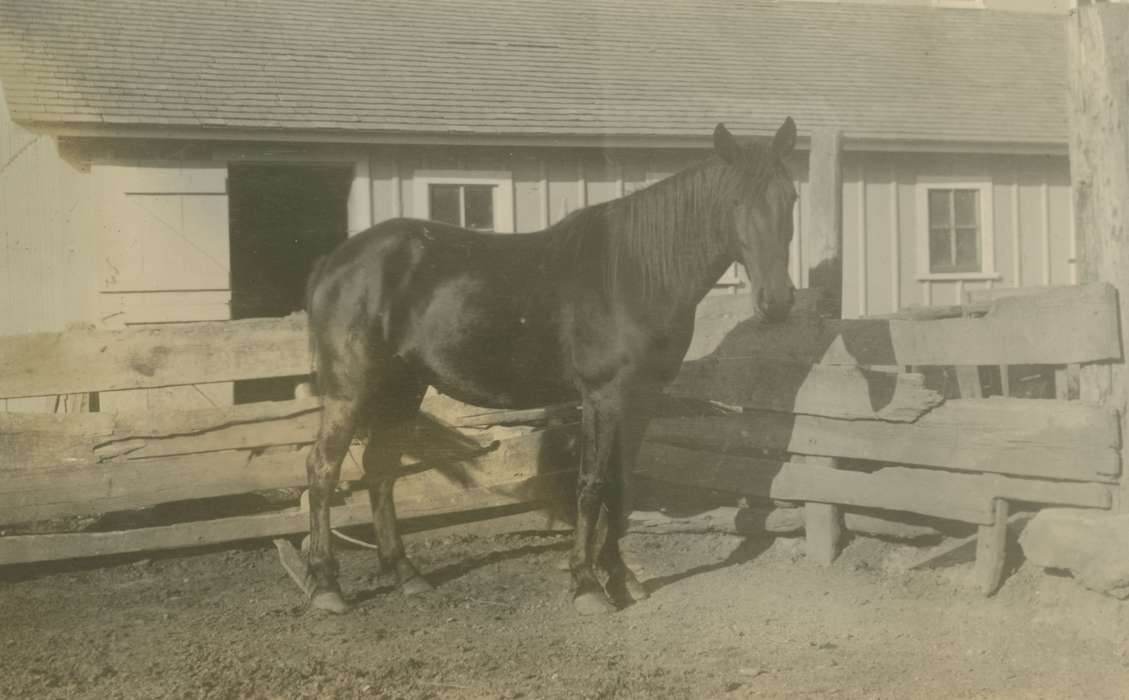 history of Iowa, Iowa, Mortenson, Jill, Iowa History, Macey, IA, horse, Animals