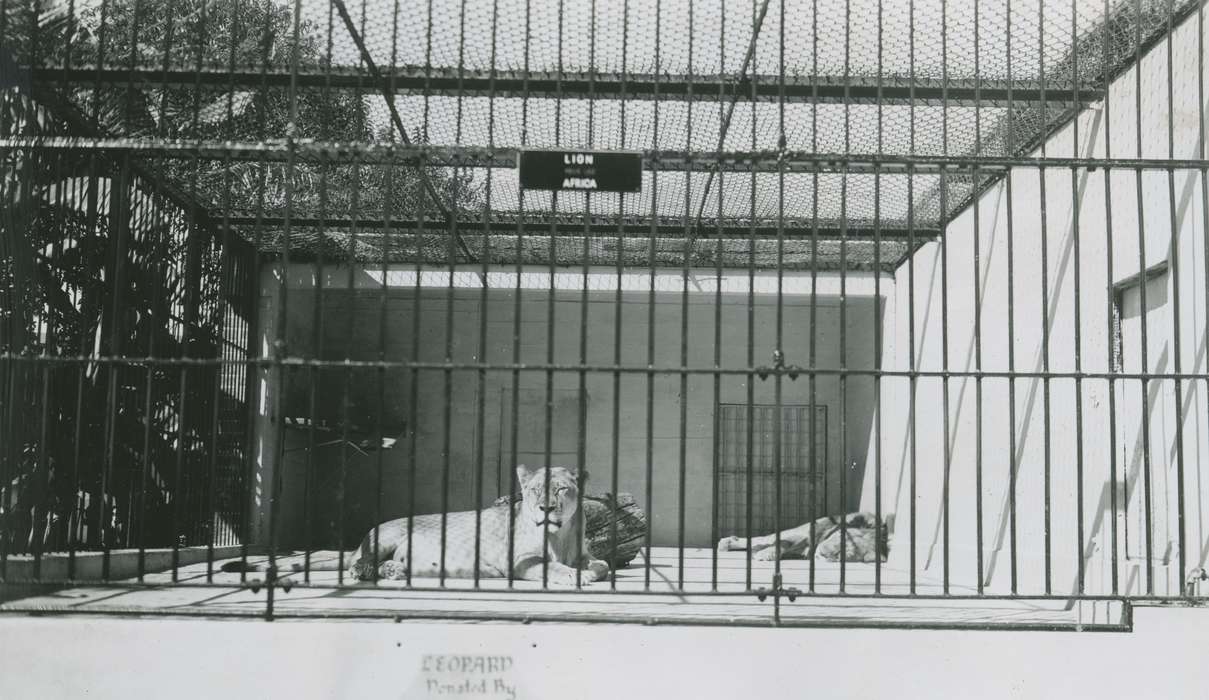 Animals, Iowa History, Iowa, lion, leopard, McMurray, Doug, New Orleans, LA, Travel, history of Iowa, zoo, cage