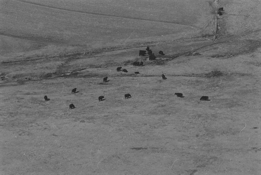 history of Iowa, Iowa History, Ottumwa, IA, Lemberger, LeAnn, Animals, field, Aerial Shots, Iowa, cow, Farms