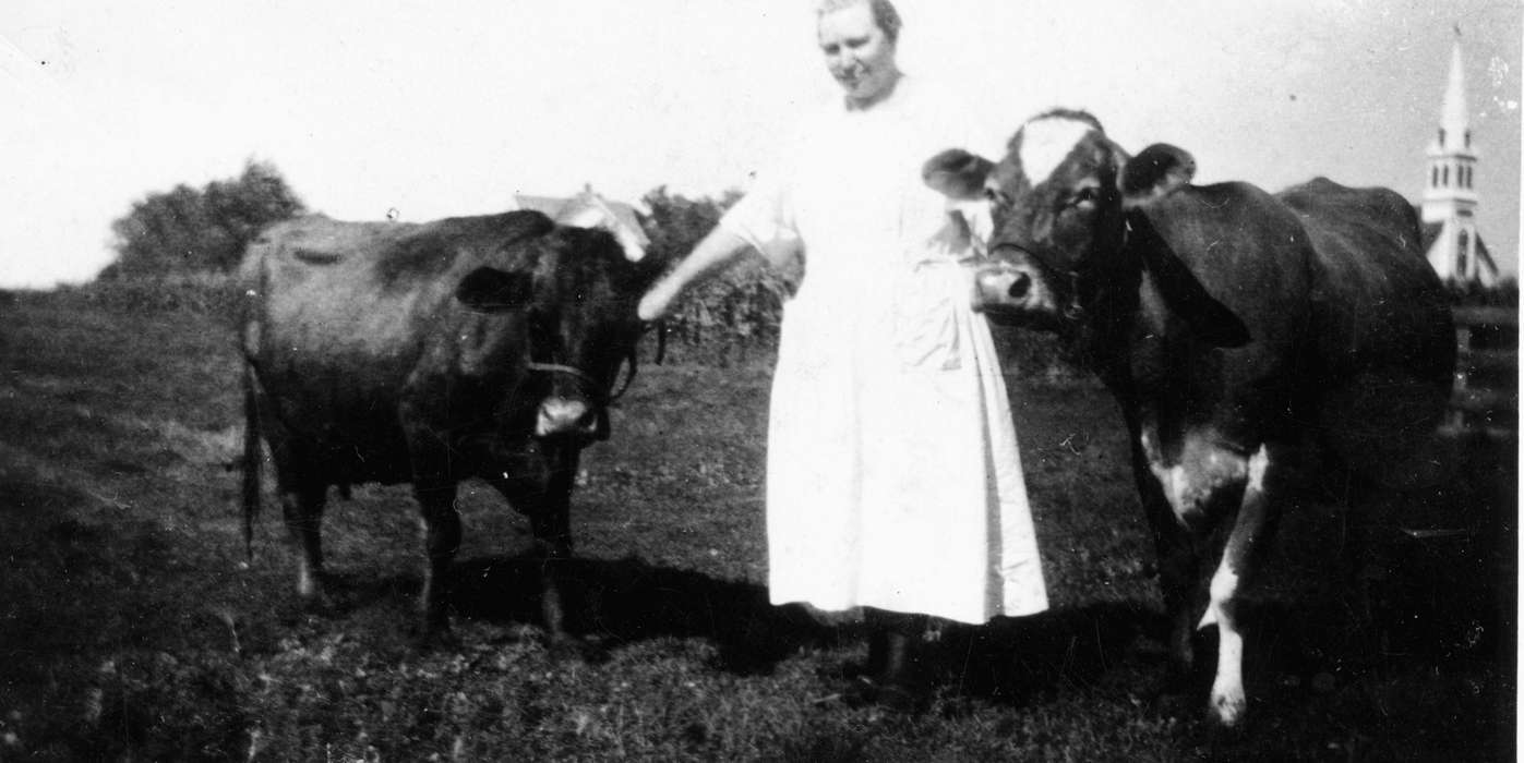 cattle, cow, history of Iowa, Walker, Erik, church, Farms, Animals, Iowa, Cedar Falls, IA, Portraits - Individual, Iowa History