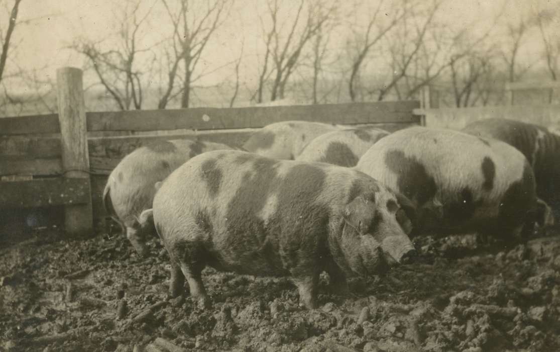 pig, Animals, Iowa History, Mortenson, Jill, Iowa, hog, Macey, IA, Farms, history of Iowa