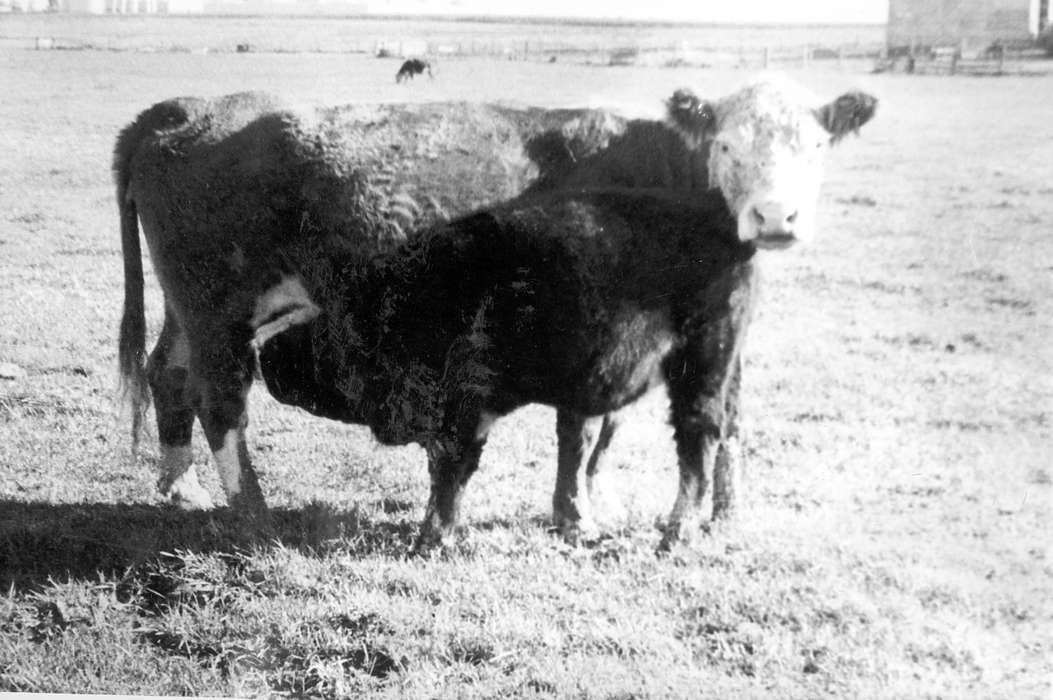 history of Iowa, Iowa History, calf, Animals, Durr, Elizabeth, Independence, IA, Iowa, cow, Farms