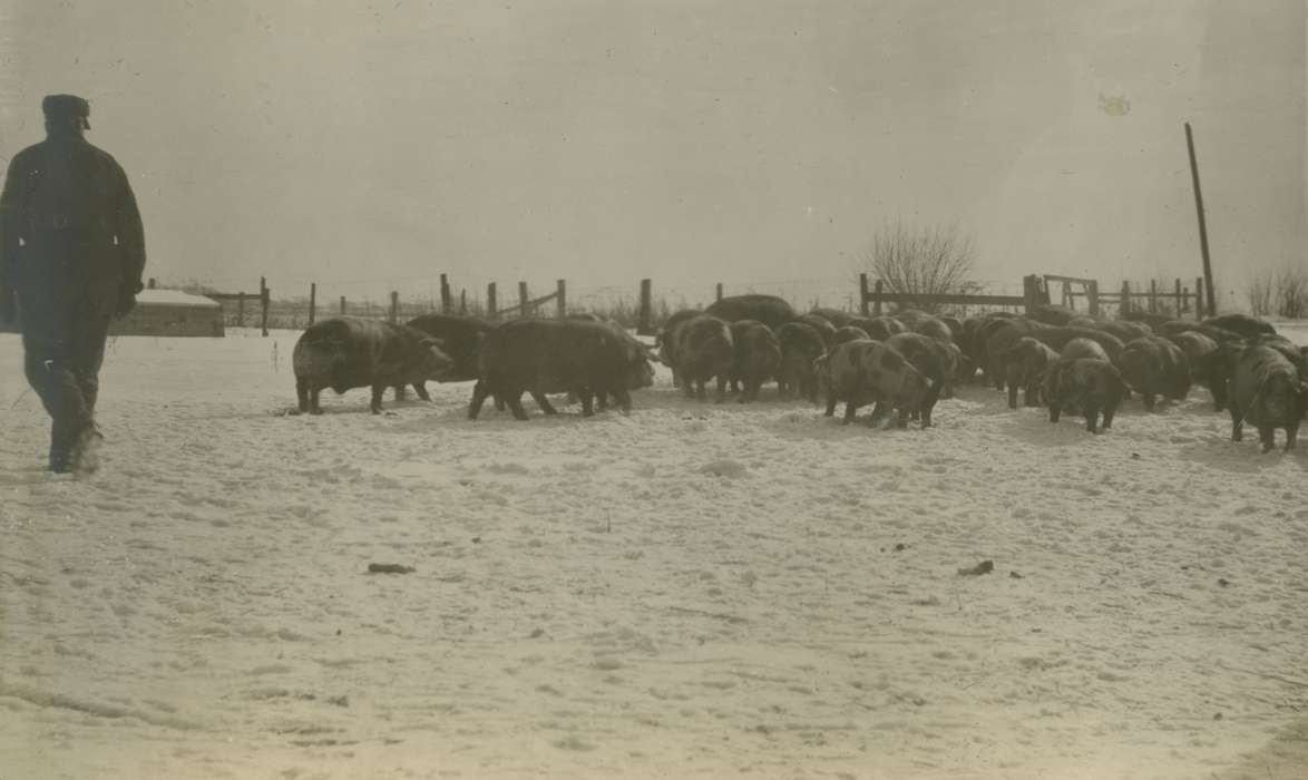 pig, Animals, Iowa History, Mortenson, Jill, Iowa, hog, Macey, IA, Farms, history of Iowa, Winter