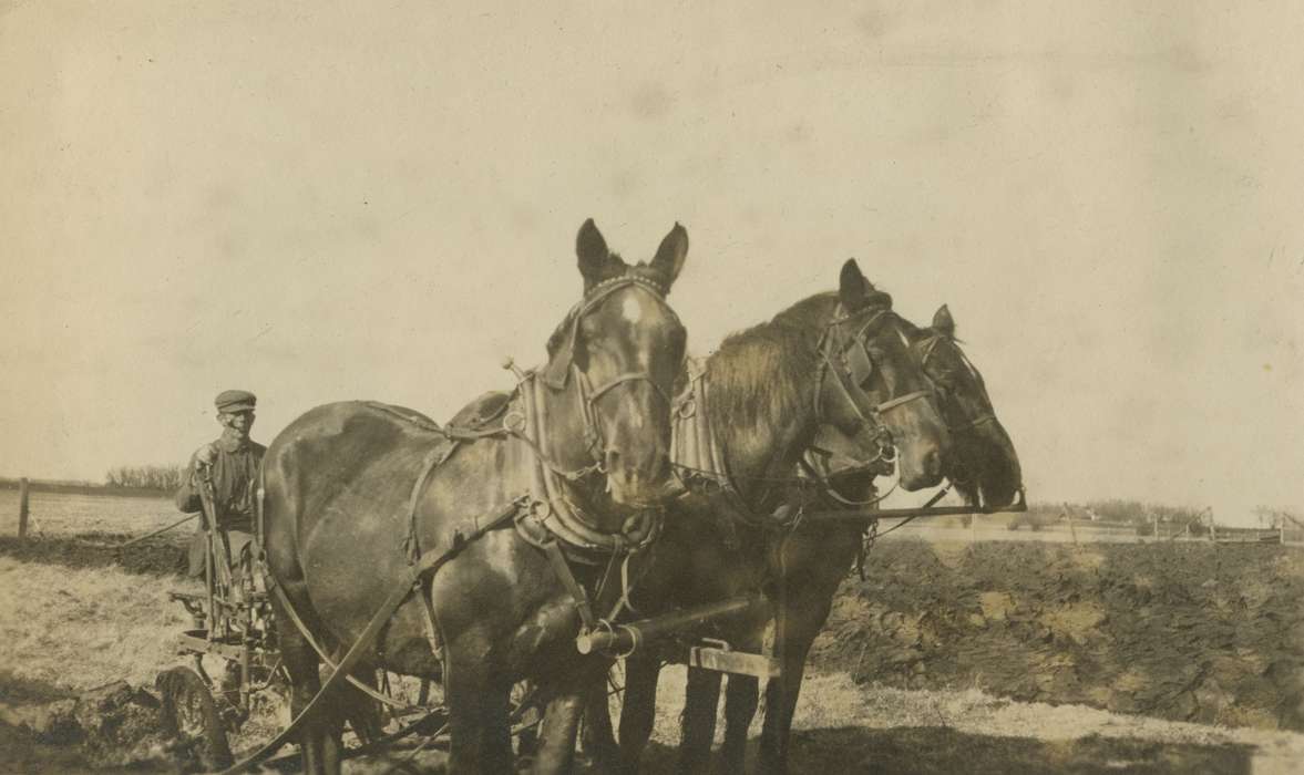 history of Iowa, Iowa History, Mortenson, Jill, Macey, IA, Animals, Iowa, Farms, horses