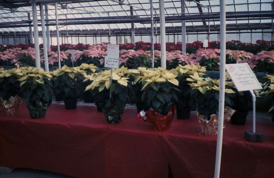 poinsettia, history of Iowa, Iowa History, greenhouse, Businesses and Factories, plants, DeGroot, Kathleen, Iowa, Waterloo, IA