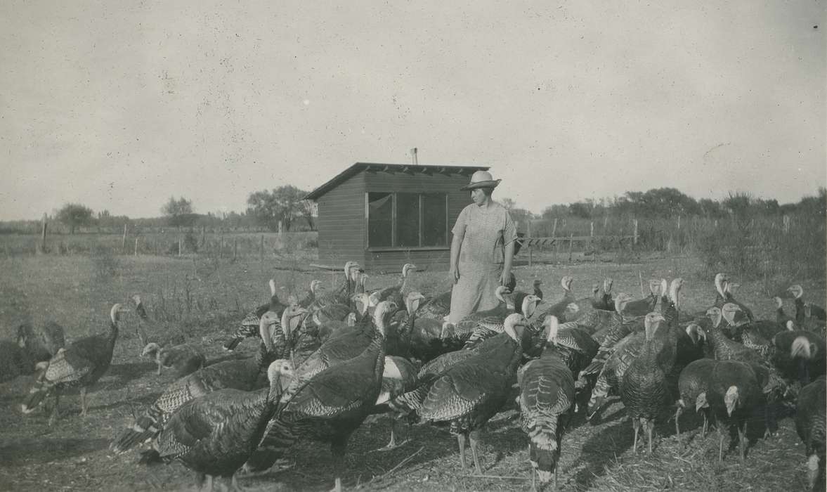 Iowa, Animals, Webster City, IA, Iowa History, McMurray, Doug, farmer, Farms, turkeys, history of Iowa, turkey farm