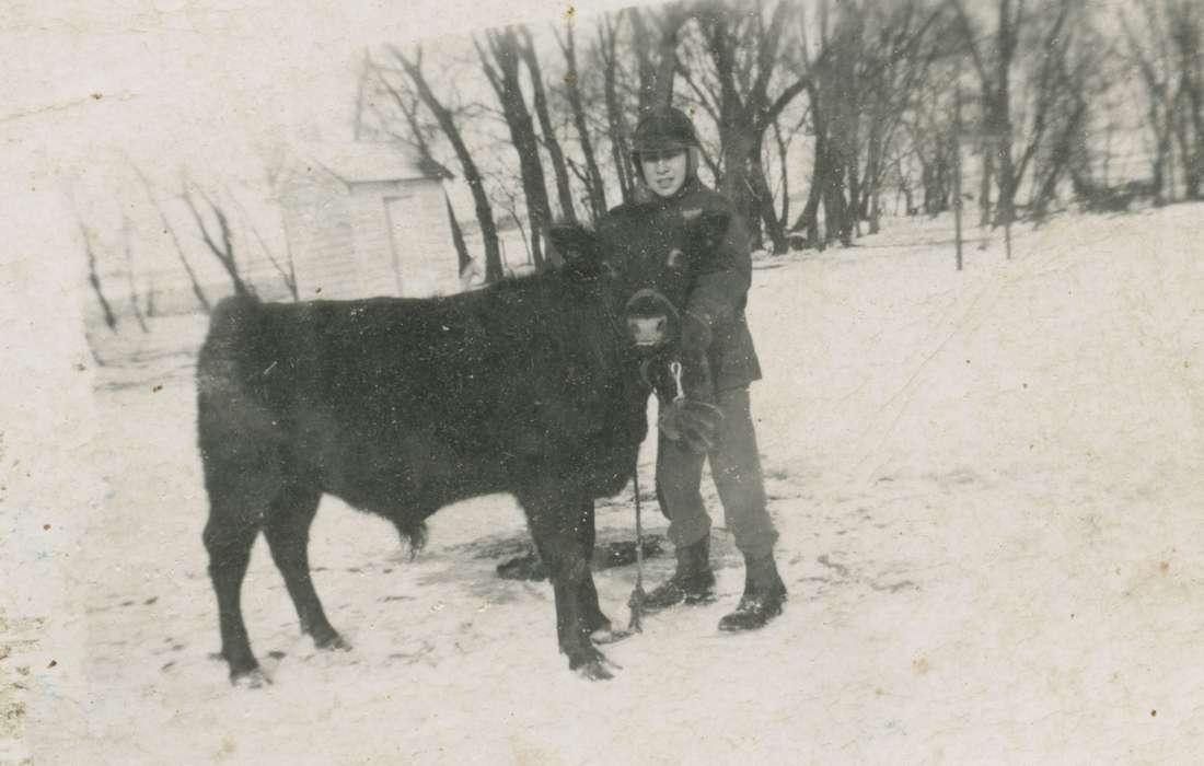 Whittemore, IA, Elbert, Jim, history of Iowa, Farms, bull, Animals, Iowa, Portraits - Individual, Iowa History, Winter