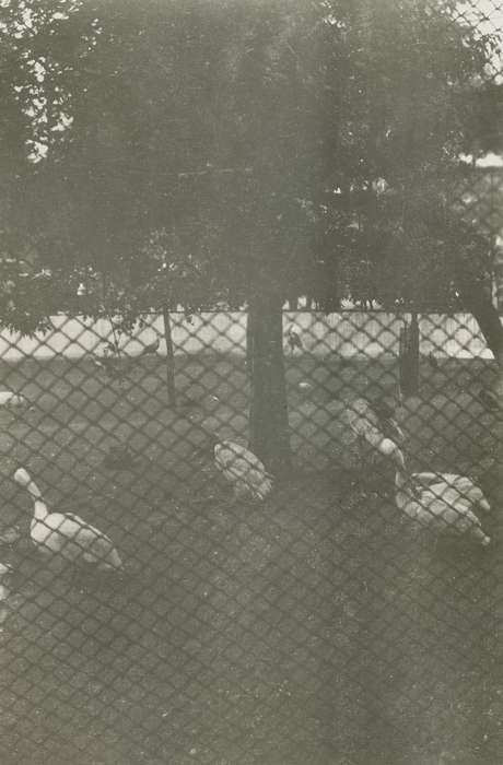 bird, Campopiano Von Klimo, Melinda, Iowa History, St. Louis, MO, fence, Iowa, history of Iowa, Animals, zoo