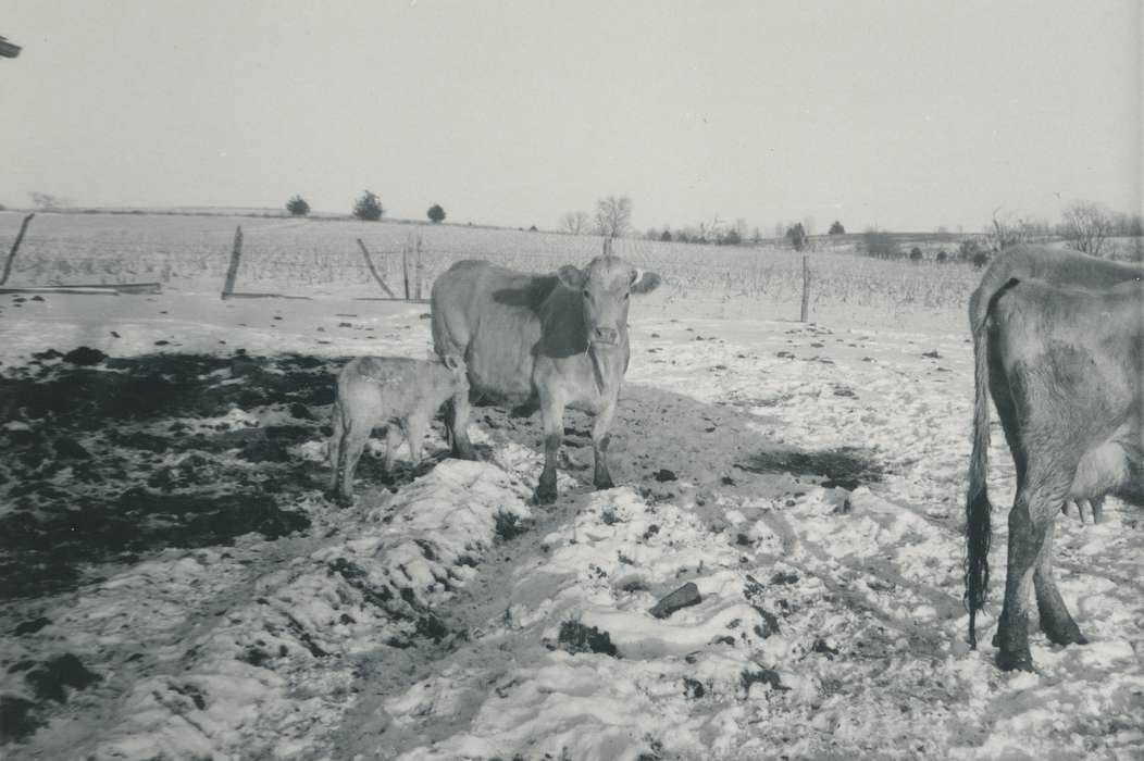 Iowa History, Iowa, Farms, field, history of Iowa, cow, Animals, calf, Winter, USA, Spilman, Jessie Cudworth, snow