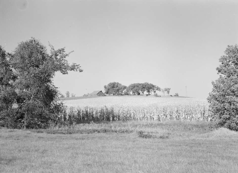 history of Iowa, Library of Congress, Farms, Iowa, corn field, cornfield, Iowa History, Landscapes, tree