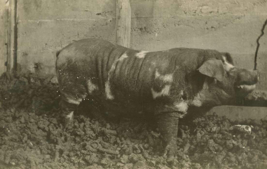 history of Iowa, Iowa History, Mortenson, Jill, Macey, IA, pig, Animals, boar, hog, Iowa