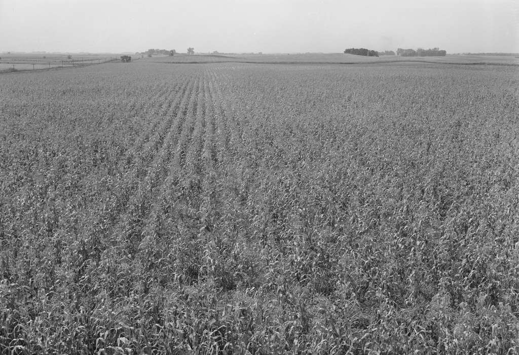 Aerial Shots, history of Iowa, Library of Congress, Farms, Iowa, corn, field, cornfield, Iowa History, Landscapes