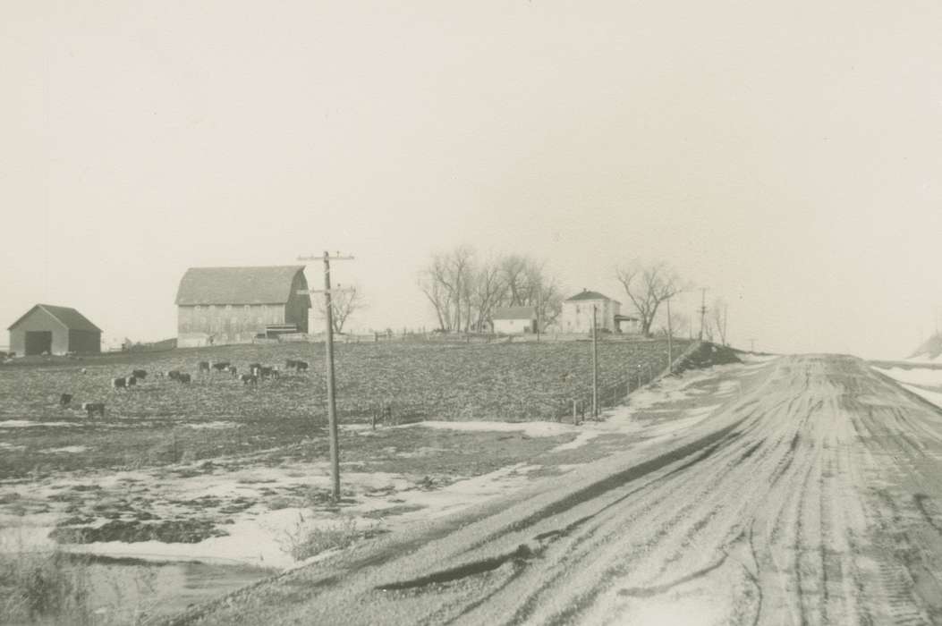Iowa History, Barns, Iowa, Farms, field, cows, New Providence, IA, cow, Animals, history of Iowa, Winter, Landscapes, Putman, Dorien, road