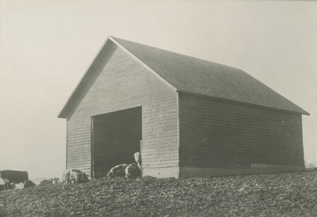 Iowa History, Barns, Iowa, New Providence, IA, Farms, history of Iowa, Animals, pig, hog, pigs, Putman, Dorien