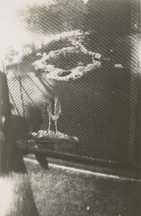 bird, Campopiano Von Klimo, Melinda, Iowa History, St. Louis, MO, Iowa, history of Iowa, Animals, zoo