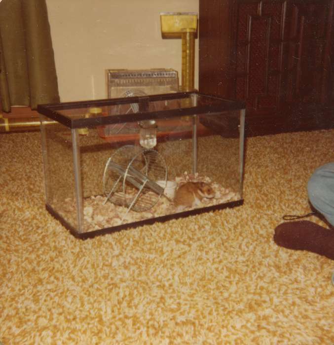 hamster, history of Iowa, Iowa History, IA, Animals, cage, Scholtec, Emily, pet, Iowa, living room, Homes