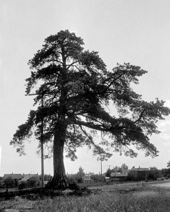 history of Iowa, Iowa History, Cities and Towns, tree, Iowa, Lemberger, LeAnn, Amana, IA