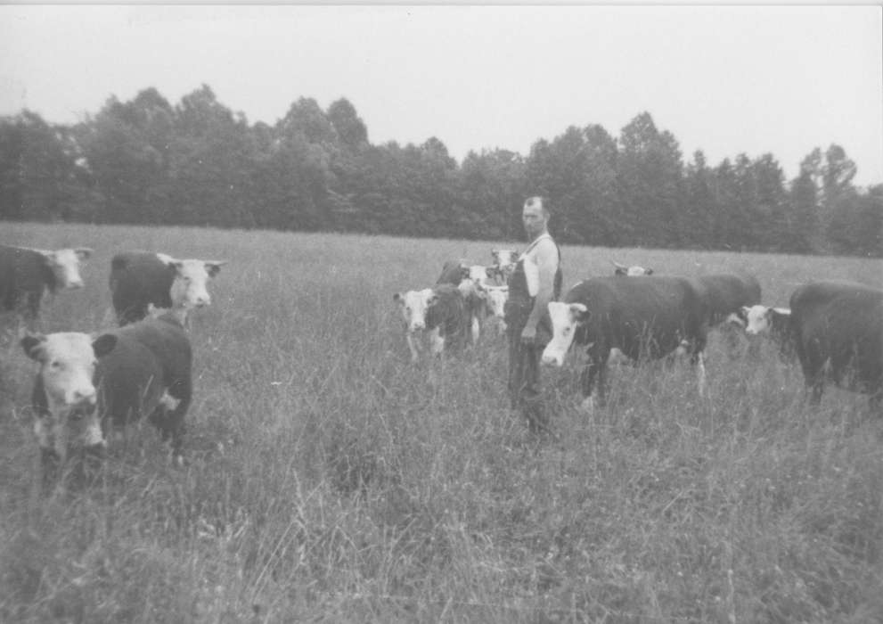 history of Iowa, Iowa History, cattle, Animals, Johnson, Jacquelyn, Iowa, cow, Farms, Scott County, IA