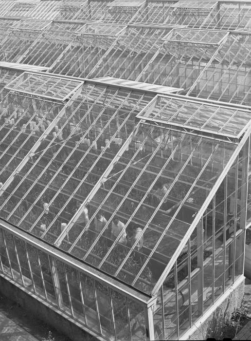 iowa state university, history of Iowa, Iowa History, greenhouse, Library of Congress, Aerial Shots, Iowa, students, Schools and Education