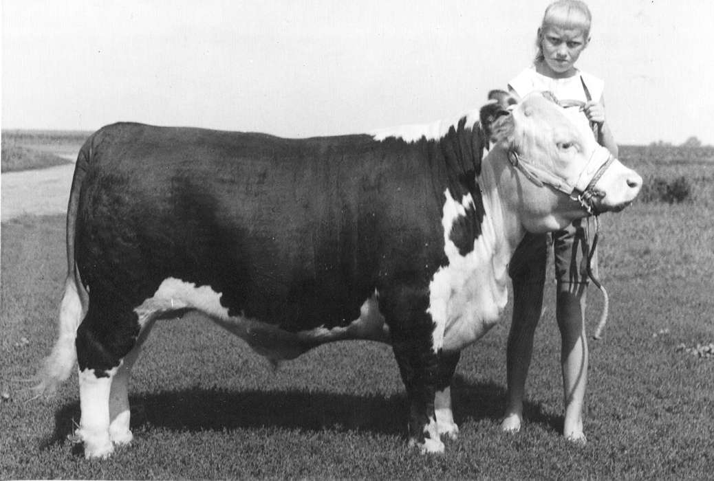 bull, cattle, Iowa History, Fuller, Steven, Children, Iowa, history of Iowa, hereford, Portraits - Individual, Animals, 4-h, Story County, IA