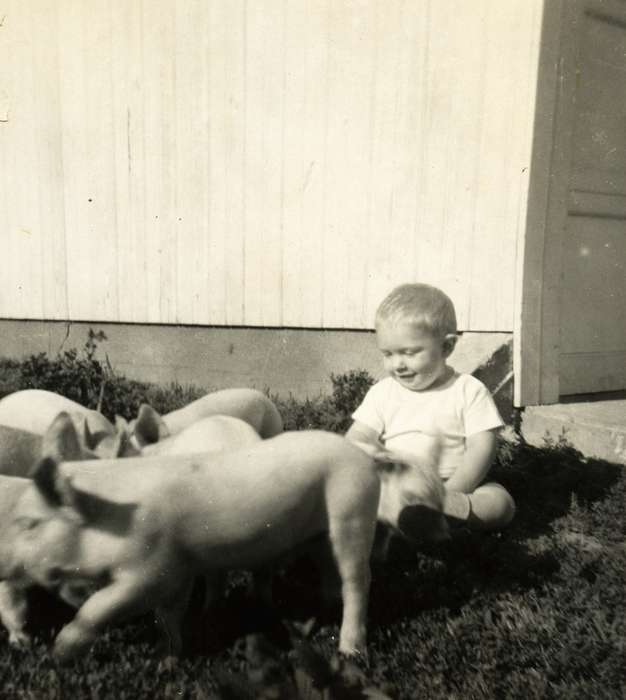 Dedham, IA, Iowa History, Children, Schultes, Tom, Farms, Iowa, history of Iowa, Animals, pigs, piglets