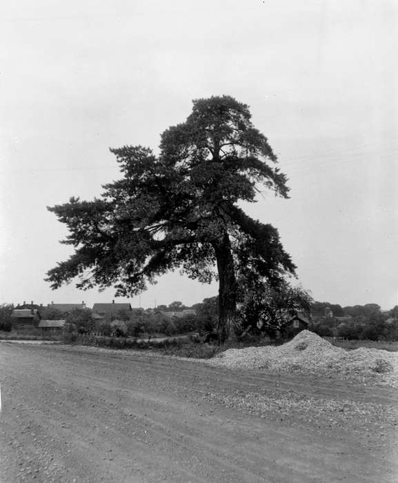 dirt road, history of Iowa, Lemberger, LeAnn, Iowa, Landscapes, Iowa History, Amana, IA, tree