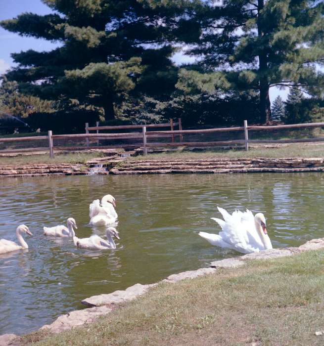 Animals, Iowa, Iowa History, Lakes, Rivers, and Streams, Clinton Public Library, history of Iowa, Clinton, IA