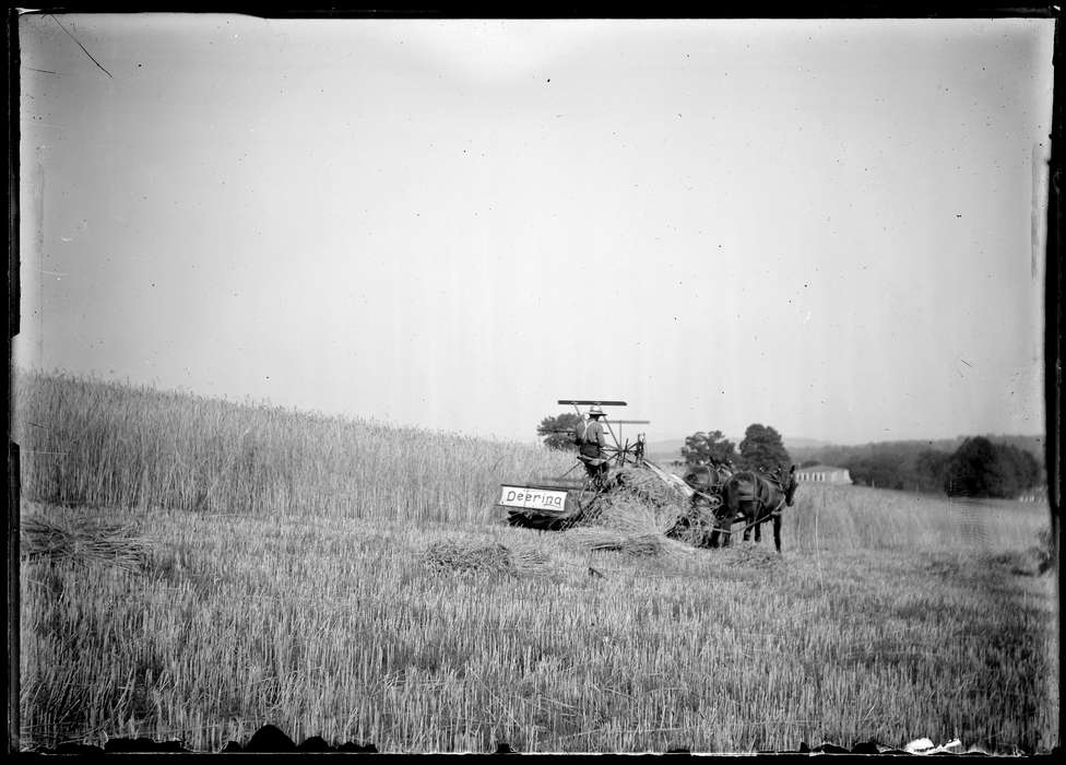 farming, Iowa History, Iowa, farm equipment, Storrs, CT, Archives & Special Collections, University of Connecticut Library, rye, mule, history of Iowa