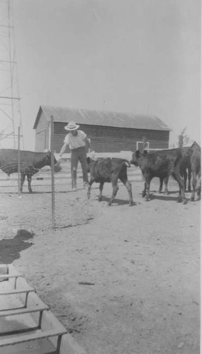 Labor and Occupations, Iowa History, Animals, Zubrod, Kevin and Deanna, history of Iowa, cattle, Cleghorn, IA, Iowa, Barns, cows, Farms